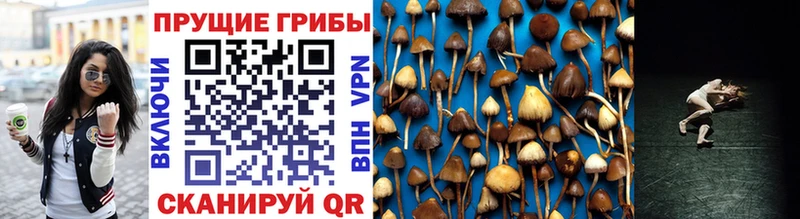Купить где  Пионерский  Псилоцибиновые грибы Psilocybine cubensis 